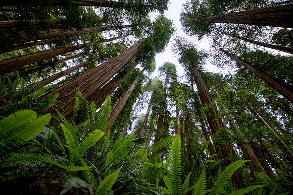 Beneath the Giants
