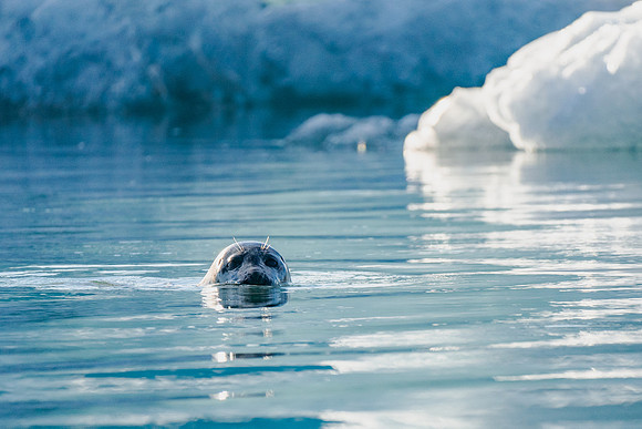 Beneath the Ice