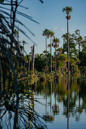 Swamp