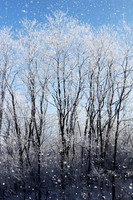 Winter's Embrace