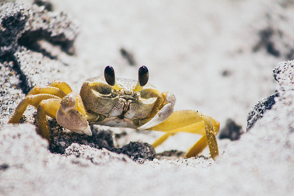 Just a Little Bit Crabby