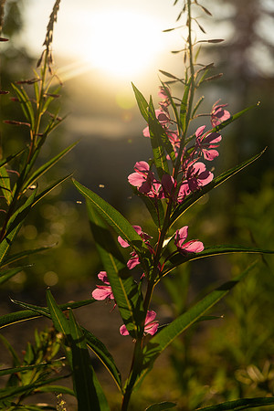 Fireweed