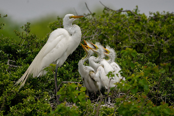 Motherhood