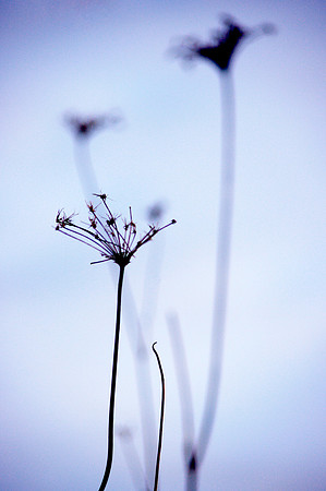Winter Blues