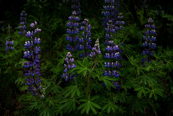Lupine