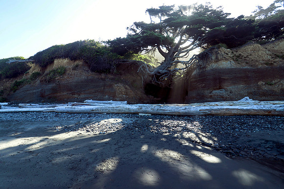 Tree of Life