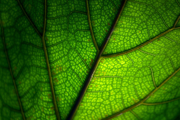 Cells