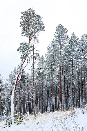 Finicky  Frost