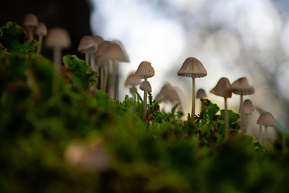 Little Ones