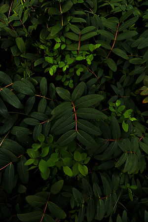 Verdant