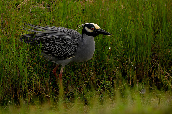 Night Heron