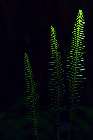 Triplets of the Redwoods