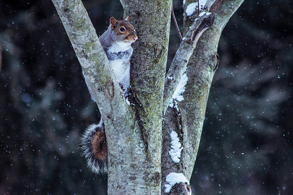Squirrel