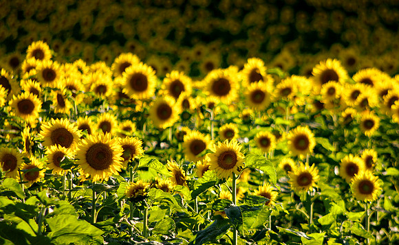 Field of Gold