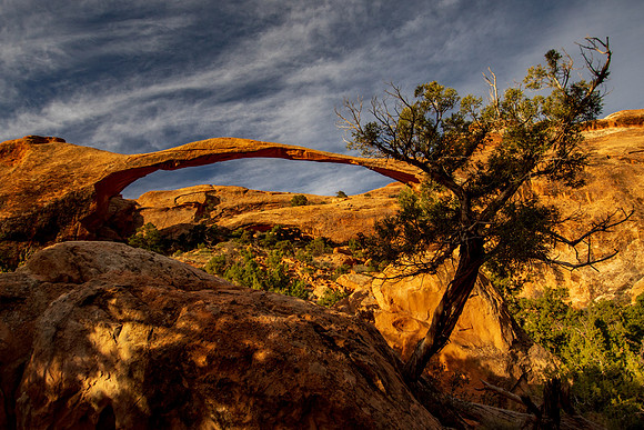 Desert Landscape