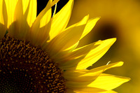 Tactile Sun