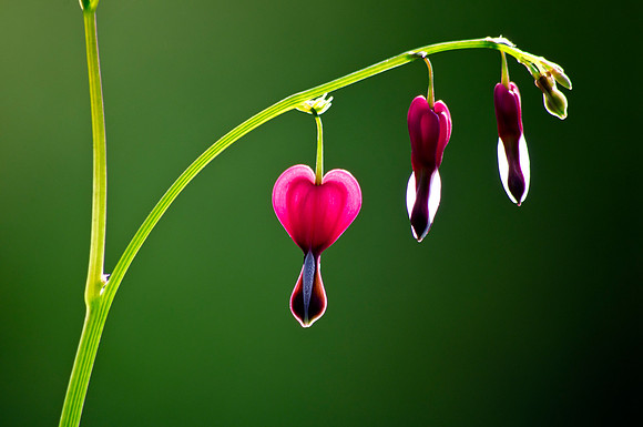 Delicate Love