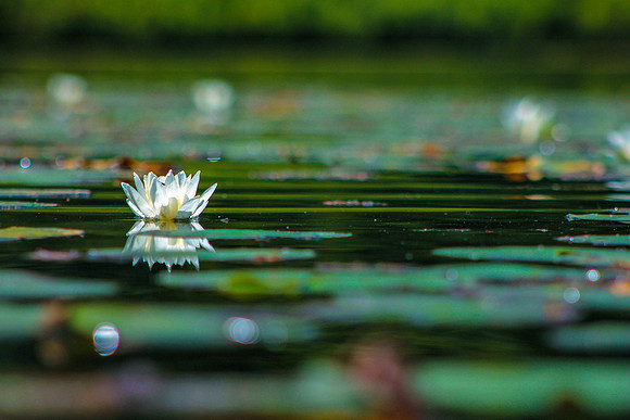 Swamp Lily