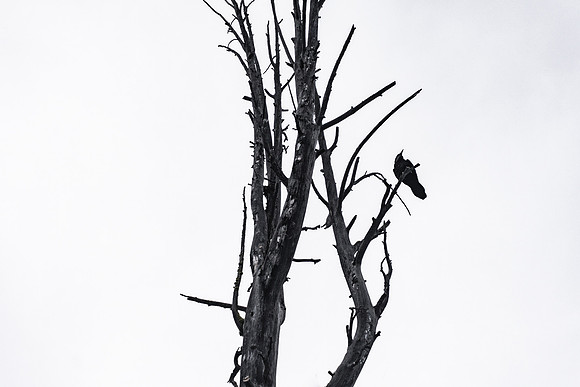 Raven in Winter