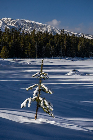 Charlie Brown Tree