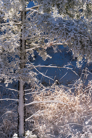 Frozen Wonderland