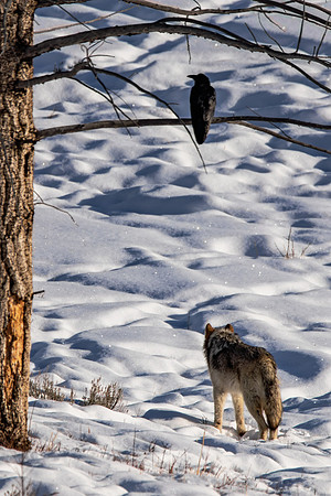 The Tale of Wolf and Raven