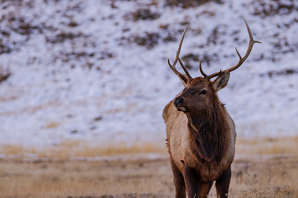 Bull