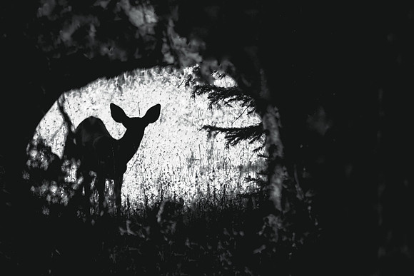 Through the Woods