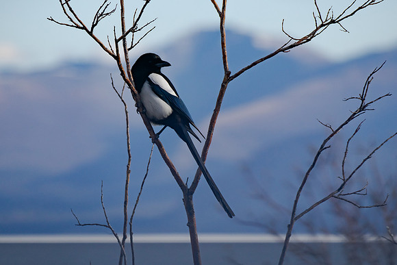 Magpie