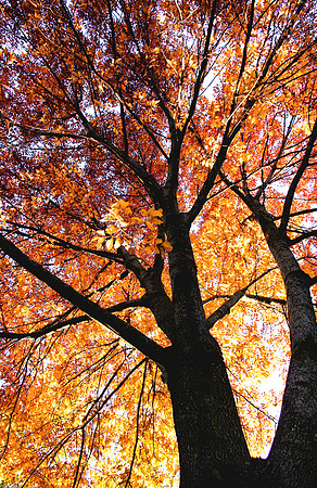 Autumn's Fire