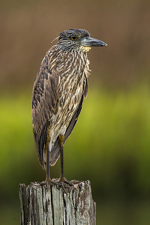 Juvenile