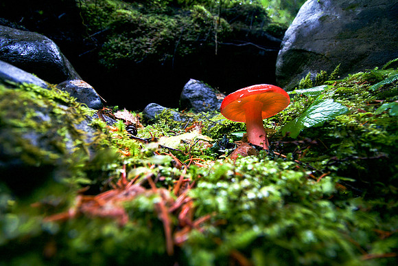 Tiny Worlds