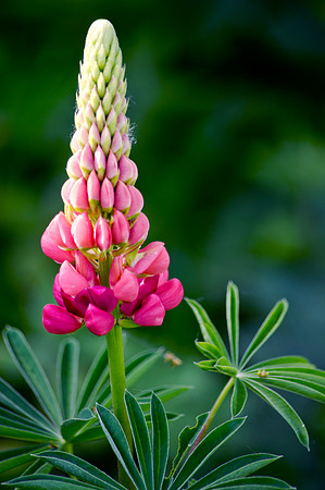 Lupine