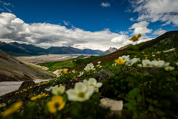 Wildflower Season